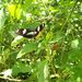 Heliconius doris obscurus - Photo (c) Lepidoptera Colombiana 🇨🇴, some rights reserved (CC BY-NC), uploaded by Lepidoptera Colombiana 🇨🇴