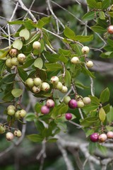 Syzygium legatii