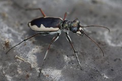 Eunota circumpicta