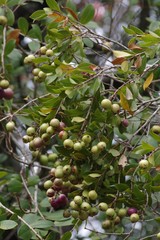 Syzygium legatii