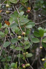 Syzygium legatii