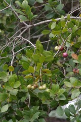Syzygium legatii