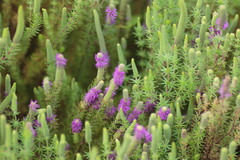 Pogostemon deccanensis