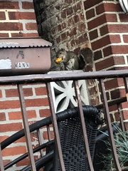 Sciurus carolinensis