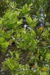Syzygium legatii