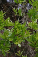 Syzygium legatii