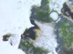 Minutoexcipula mariana