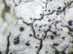 Minutoexcipula mariana