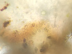 Minutoexcipula mariana