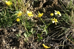 Ranunculus polyrhizos