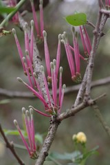 Tapinanthus