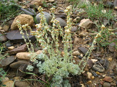 Artemisia alpina