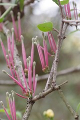 Tapinanthus