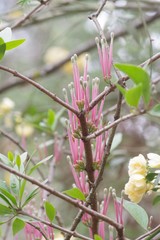 Tapinanthus