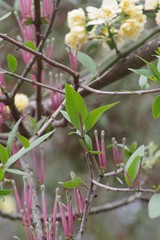 Tapinanthus