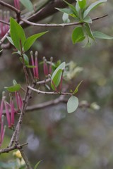 Tapinanthus