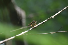 Dicranus