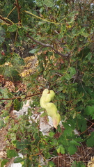 Baizongia pistaciae