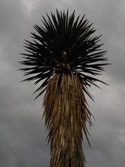 Yucca carnerosana