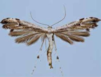 Eupatorium Plume Moth