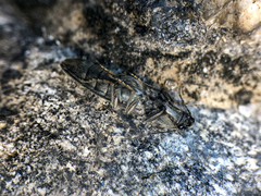 Proludius silvaticus