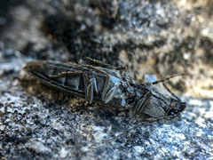 Proludius silvaticus