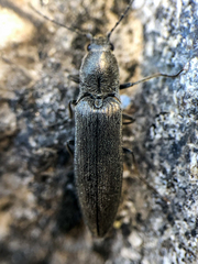 Proludius silvaticus