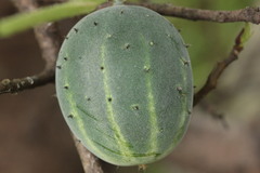 Cucumis sativus hardwickii