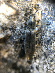 Proludius silvaticus