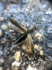 Proludius silvaticus