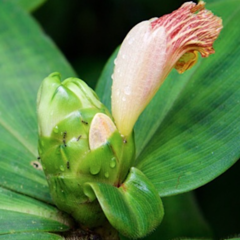 Costus malortieanus