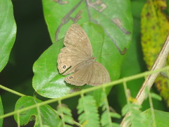 Cissia pompilia