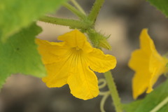 Cucumis sativus hardwickii