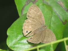 Cissia pompilia