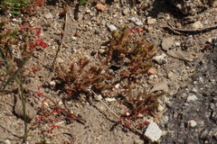 Crassula thunbergiana