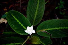 Goeppertia warszewiczii