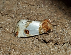 Schinia oculata