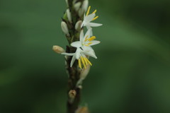 Chlorophytum glaucum