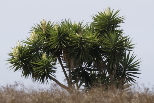 Yucca gigantea