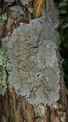 Pannaria