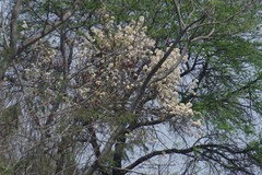 Dombeya rotundifolia