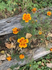 Tagetes lunulata