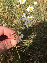 Symphyotrichum depauperatum