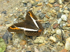 Adelpha corcyra collina