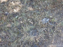 Festuca rivas-martinezii