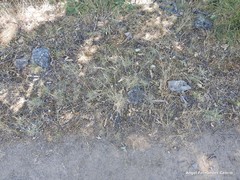 Festuca rivas-martinezii