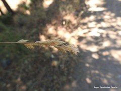 Festuca rivas-martinezii