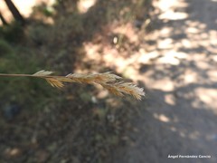 Festuca rivas-martinezii
