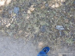 Festuca rivas-martinezii