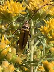 Crossidius suturalis